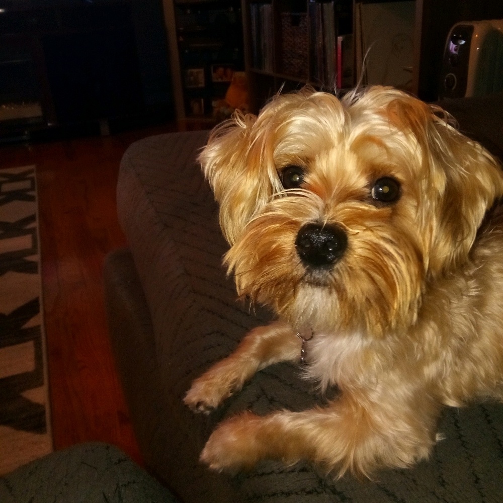 Meet your Posher, Greg